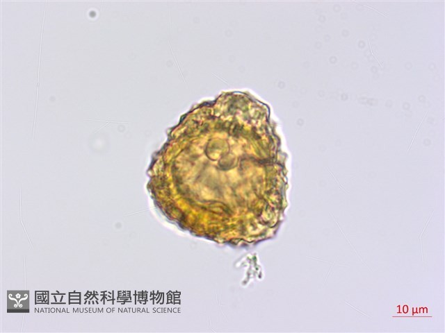臺灣青木香藏品圖，第2張