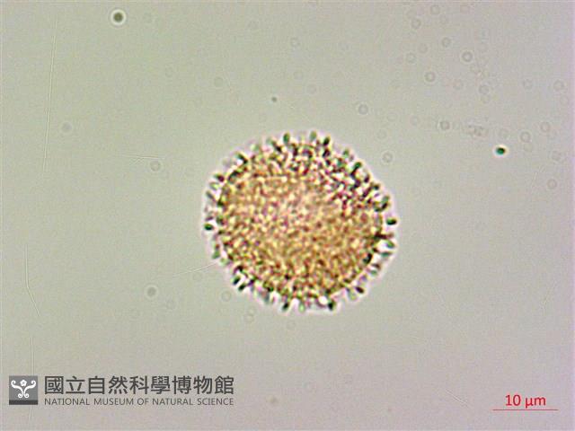 柿葉茶茱萸藏品圖，第2張