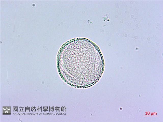 鵲不踏藏品圖，第2張