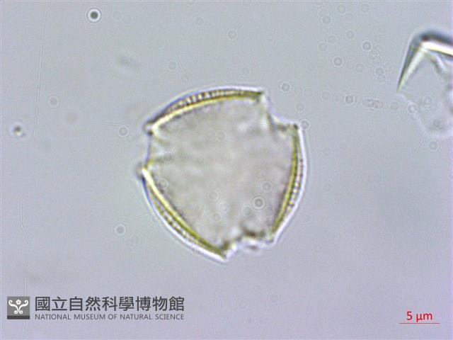 福建賽衛矛、福建假衛矛藏品圖，第1張