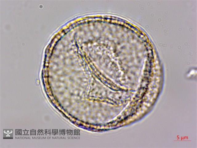 水辣菜、禺毛茛藏品圖，第1張