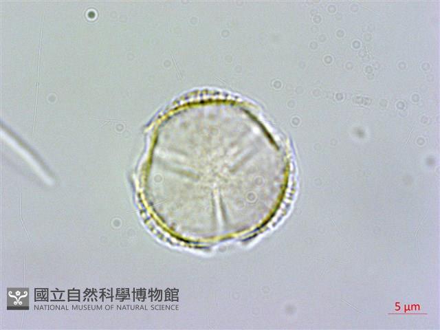 紅子莢迷藏品圖，第2張