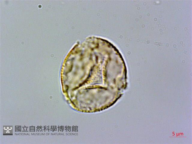 俄氏草、台閩苣苔藏品圖，第1張