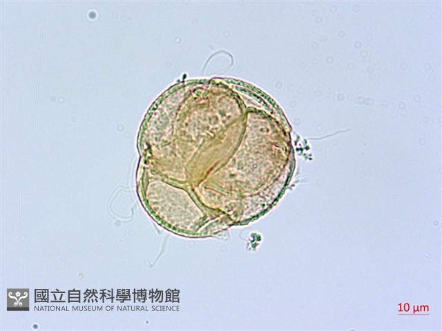 台灣高山杜鵑藏品圖，第2張