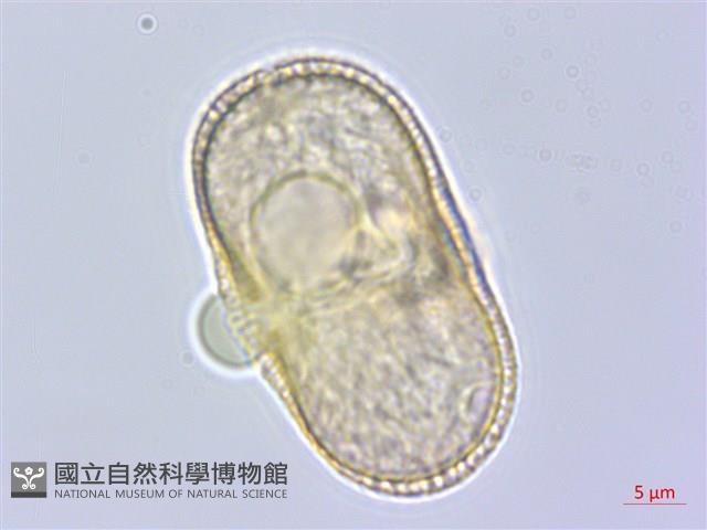 牛防風藏品圖，第1張