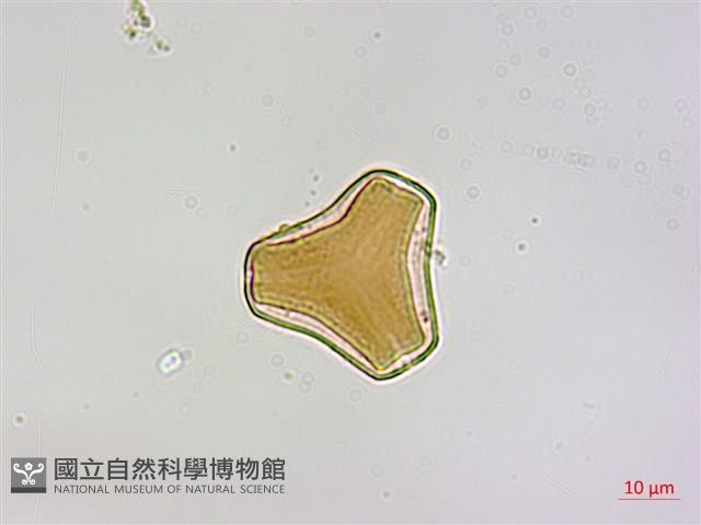 忍冬葉桑寄生藏品圖，第1張