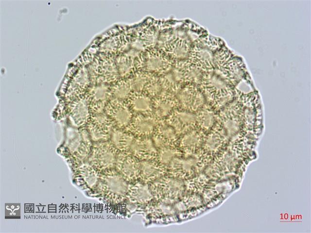 戟葉蓼藏品圖，第1張