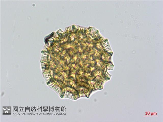 紫苞蓼藏品圖，第1張