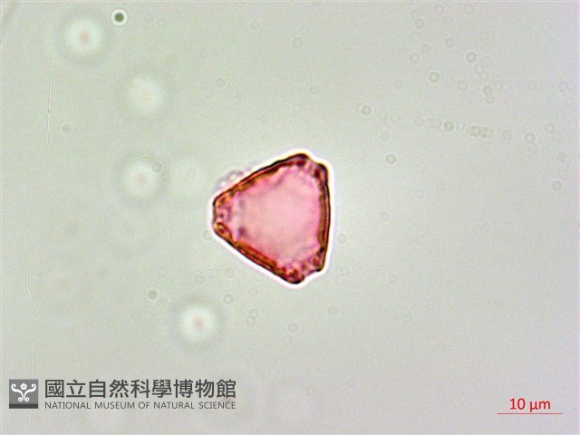 呂宋毛蕊木藏品圖，第2張