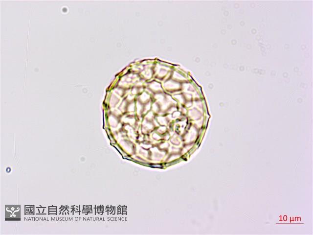 小葉豇豆藏品圖，第1張