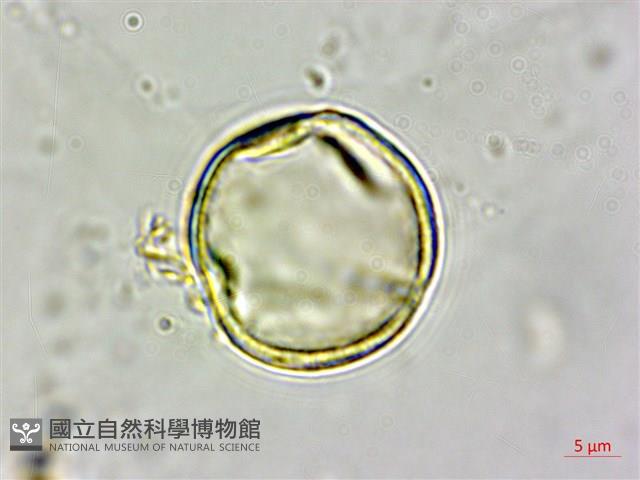 毽子椆藏品圖，第2張