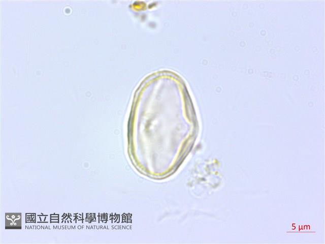 登錄號:S137720藏品圖，第1張