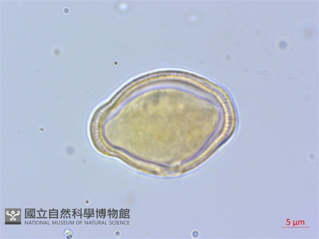 黑水當歸藏品圖，第1張