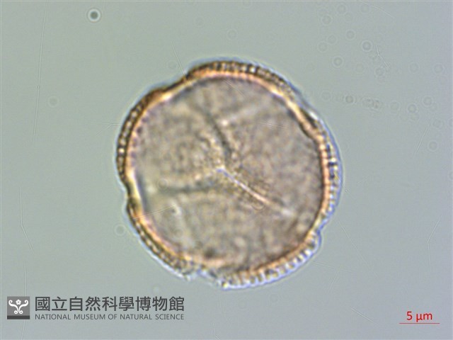 枳殼、枸橘藏品圖，第1張
