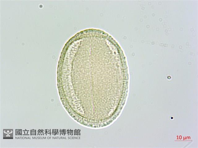 中原氏鬼督郵藏品圖，第2張