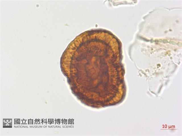 臺灣腫足蕨藏品圖，第1張