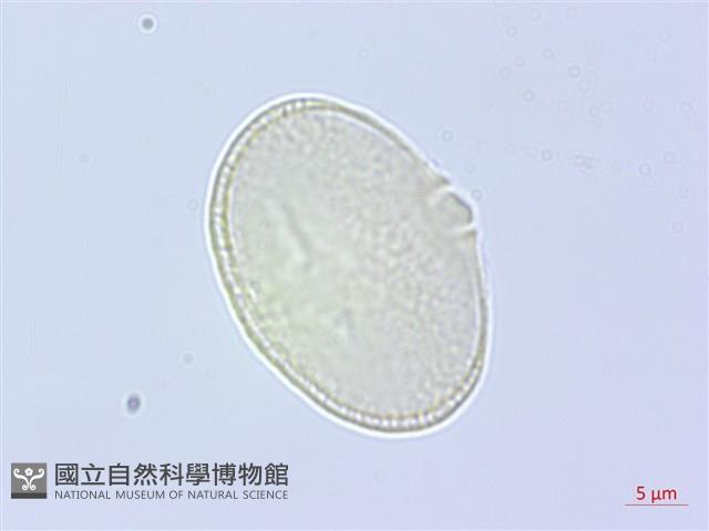 長鞘獨活藏品圖，第1張