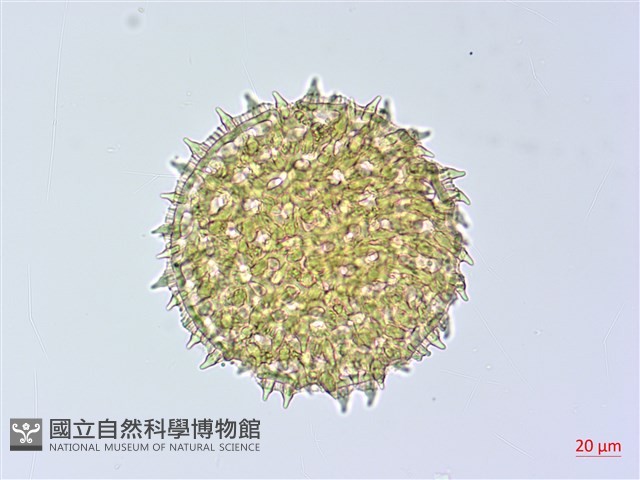銳葉牽牛藏品圖，第2張