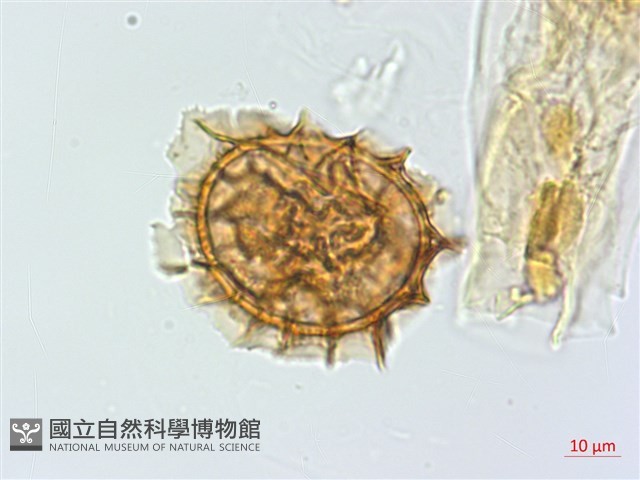 萊氏鐵角蕨藏品圖，第2張