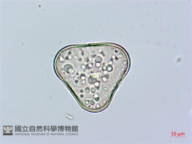 邊緣鱗蓋蕨藏品圖，第1張