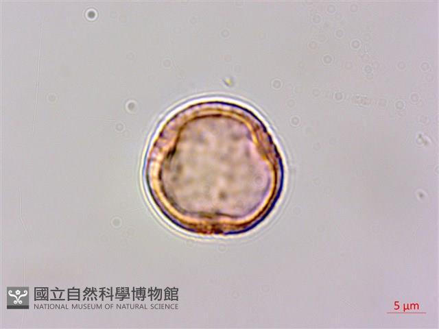 小白頭翁、野棉花藏品圖，第2張