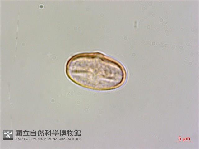 臺灣秋海棠藏品圖，第1張