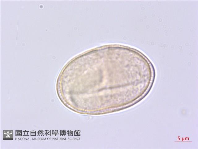 水芹藏品圖，第1張