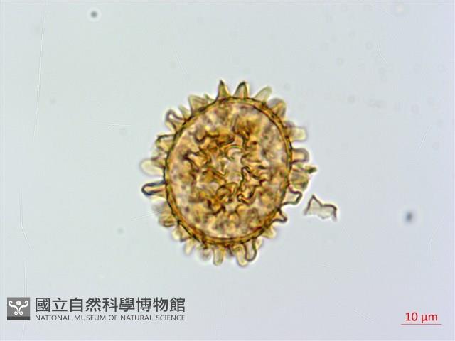 假蹄蓋蕨藏品圖，第1張