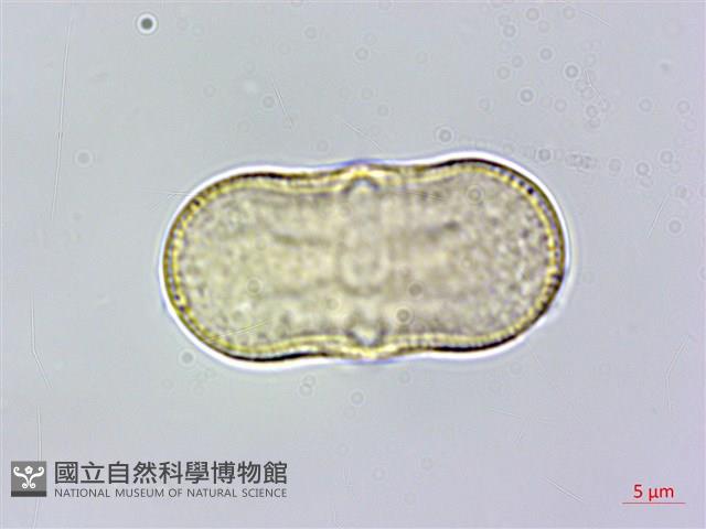 胡荽、莞蓑、香菜、莞菜藏品圖，第1張