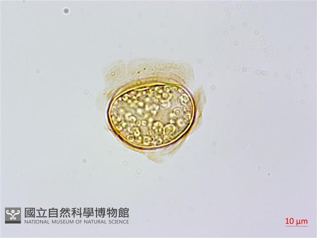 烏毛蕨藏品圖，第1張