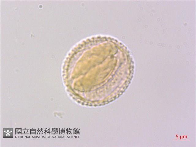 香皮樹藏品圖，第1張