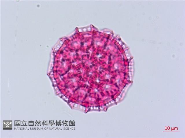 臺灣蒺藜藏品圖，第1張