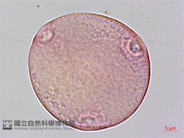 沙楠子樹藏品圖，第1張