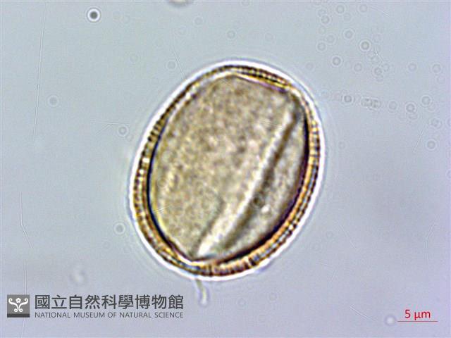 Accession Number:S057921 Collection Image, Figure 2, Total 6 Figures