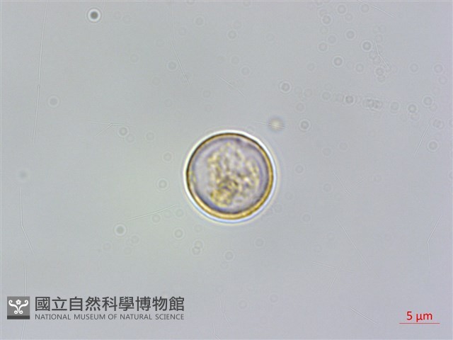 青苧麻藏品圖，第1張