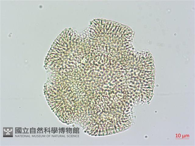 娥房藤藏品圖，第2張