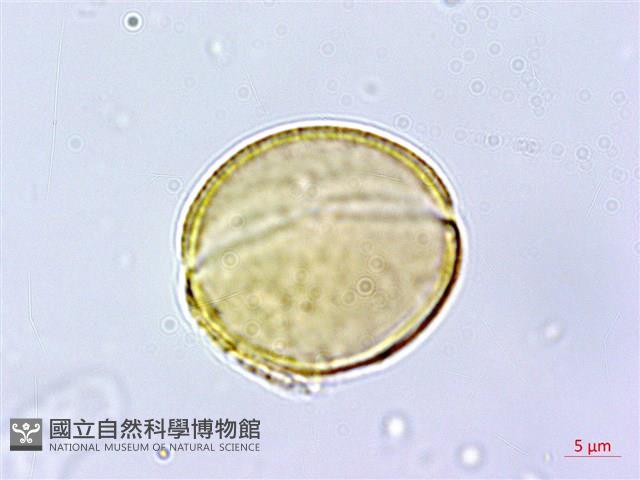 能高金絲桃藏品圖，第1張