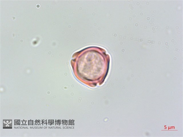 蘭嶼樹蘭藏品圖，第2張