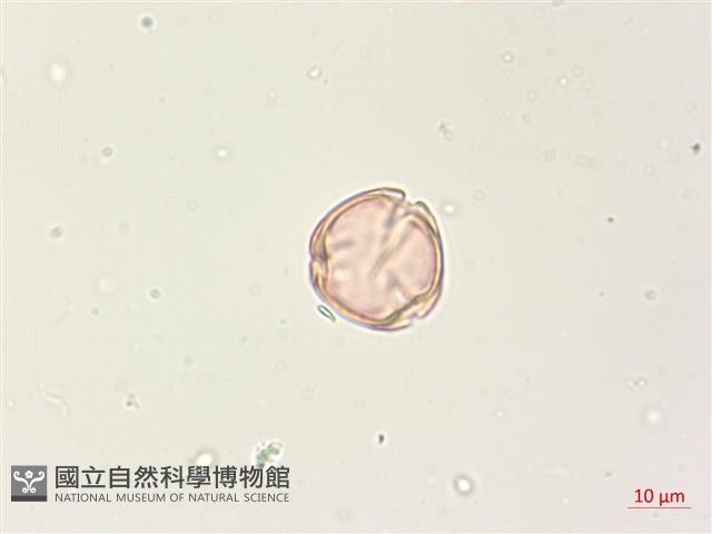 燈籠草藏品圖，第2張