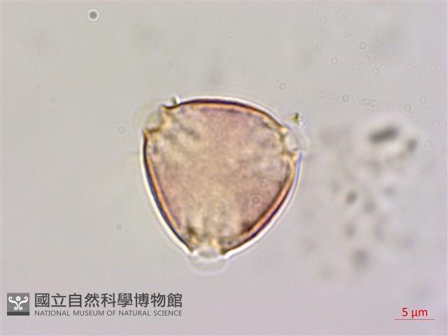 大黃鱔藤藏品圖，第1張