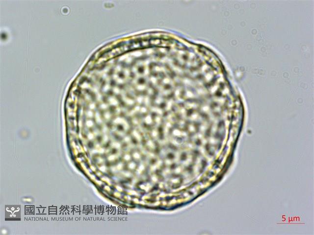 雞冠花藏品圖，第2張