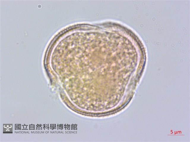 樟葉槭, 飛蛾子樹藏品圖，第1張