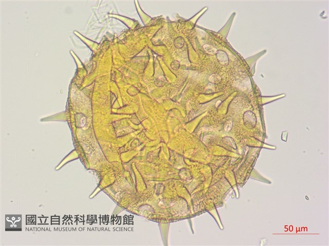 黃蜀葵, 蘭嶼香葵藏品圖，第1張