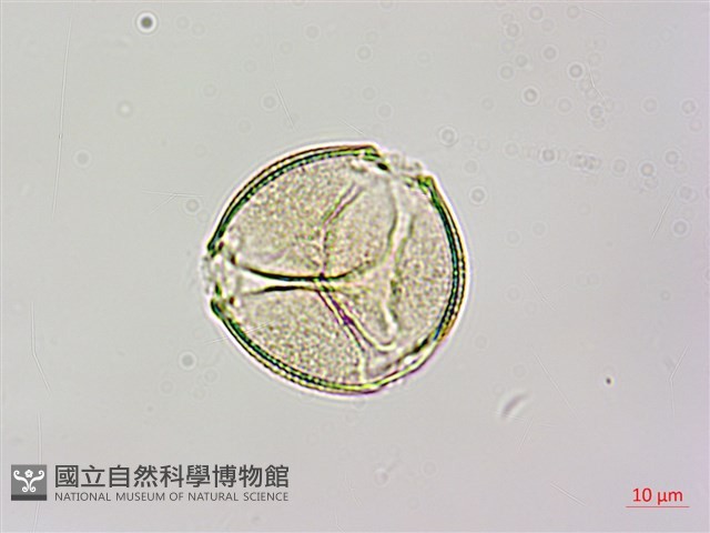 馬交兒藏品圖，第2張