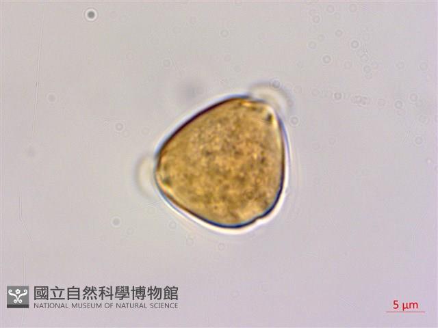 多花勾兒茶, 多花黃鱔藤藏品圖，第1張