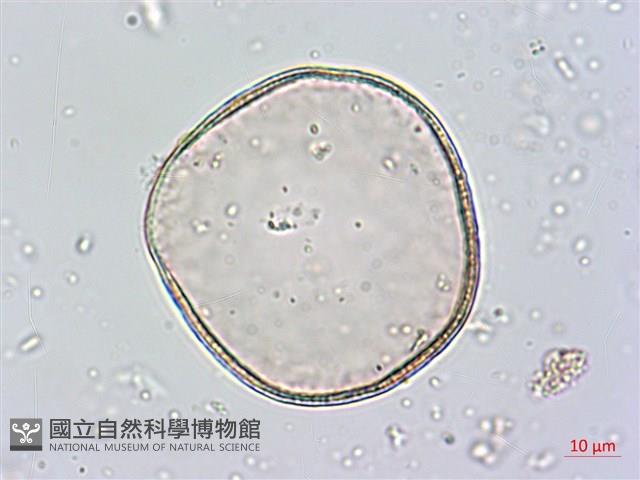 番仔林投藏品圖，第2張