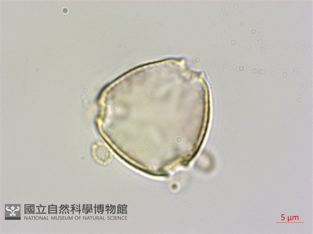 烏蘇里鼠李藏品圖，第1張