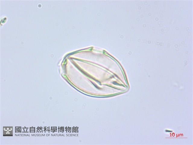 水晶蘭藏品圖，第1張