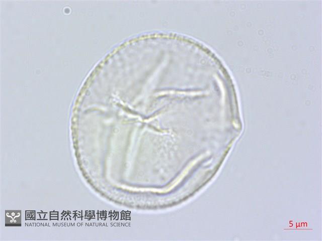 大葉野百合藏品圖，第1張