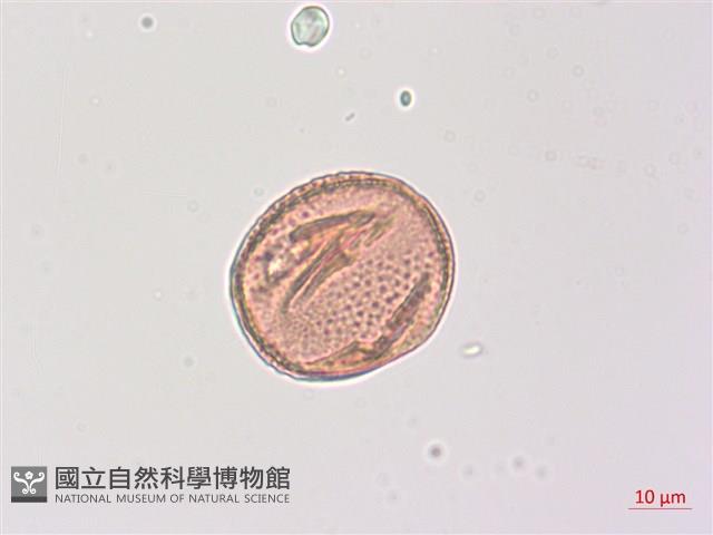 山香圓藏品圖，第1張